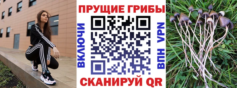 Псилоцибиновые грибы Magic Shrooms  дарнет шоп  Курлово 